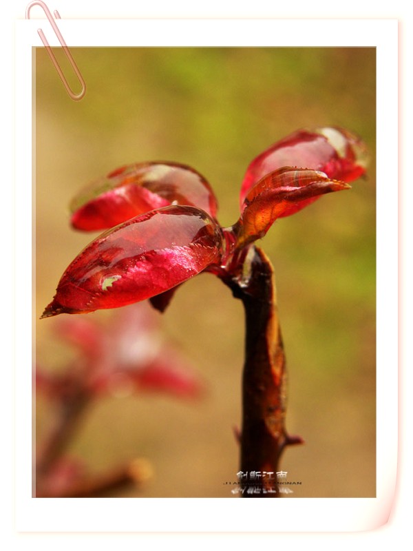 DSCN31812.jpg