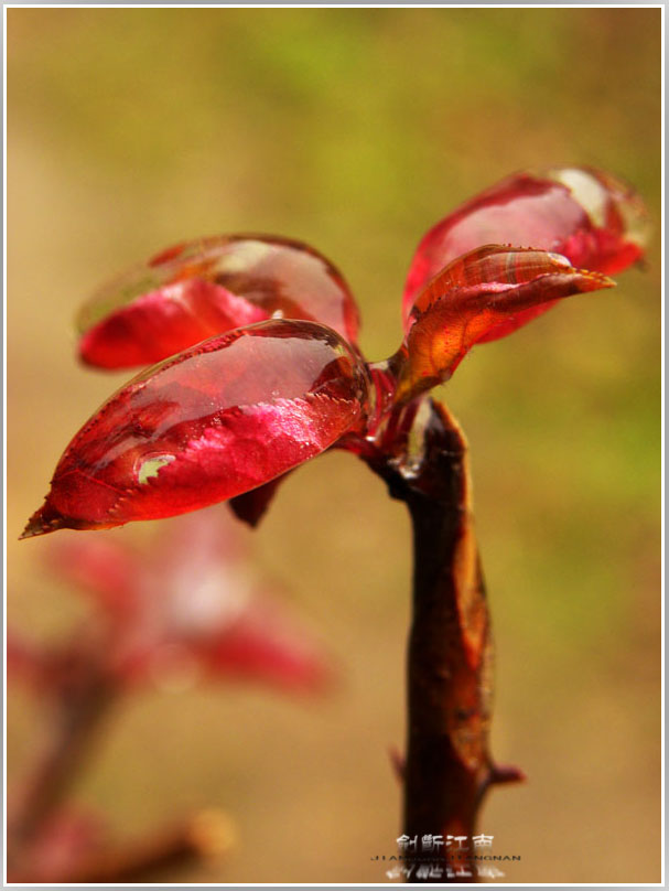 DSCN3181.jpg