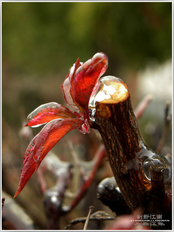 DSCN3168.jpg