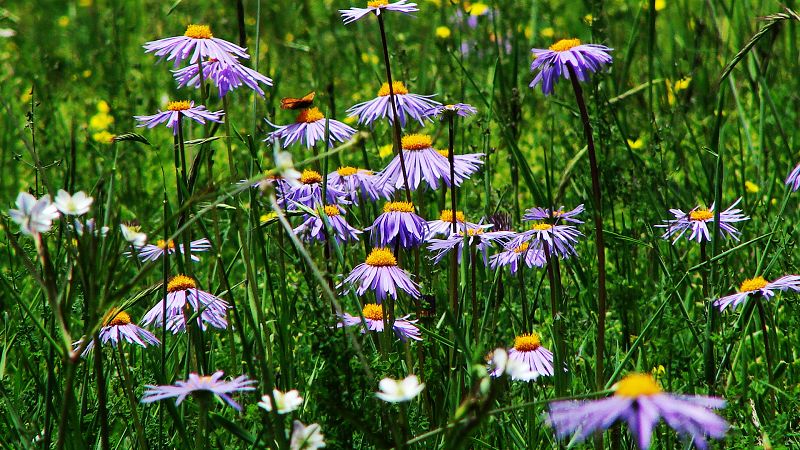 路边的野花(318川藏线)