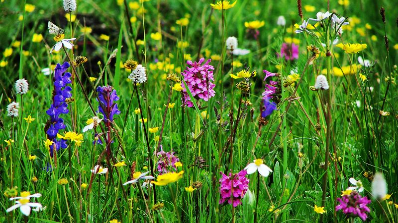 路边的野花(318川藏线)