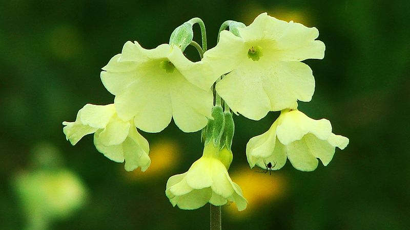 路边的野花(318川藏线)