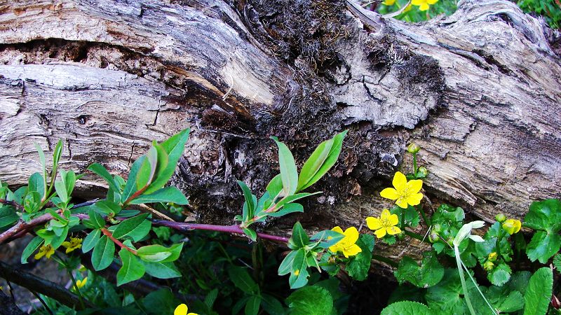 路边的野花(318川藏线)