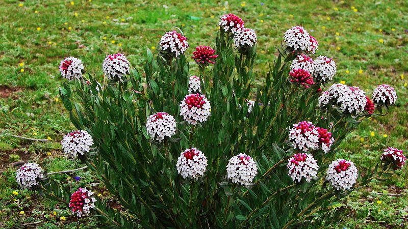 路边的野花(318川藏线)