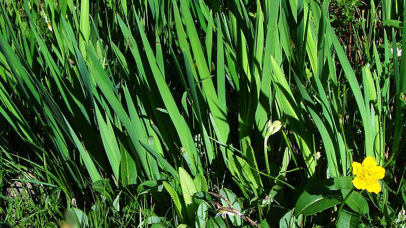 路边的野花(318川藏线)