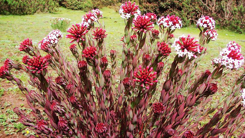 路边的野花(318川藏线)