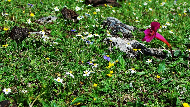 路边的野花(318川藏线)