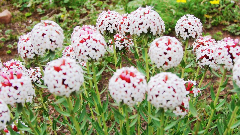 路边的野花(318川藏线)