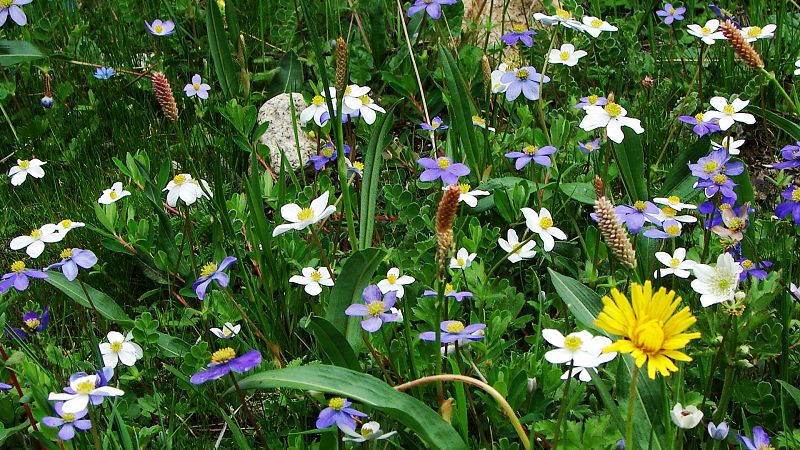 路边的野花(318川藏线)