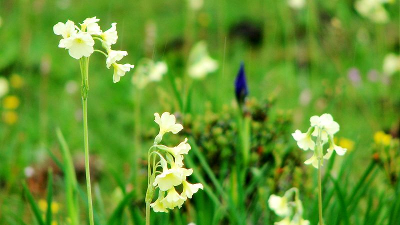 路边的野花(318川藏线)