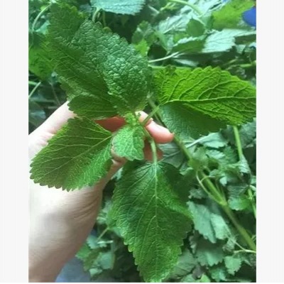 思蕊芳疗~新鲜柠檬香蜂草纯露饱和250ml 补水抗氧抗敏去红血丝