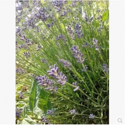 薰衣草纯露饱和纯露 祛痘控油淡疤 油皮混合皮250ml纯天然