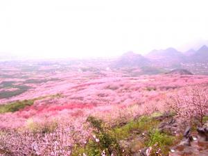 2009第七届恭城桃花节即将举行