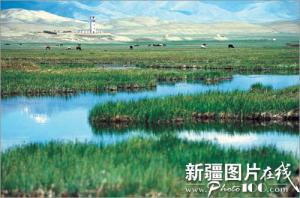 巴音布鲁克天鹅湖