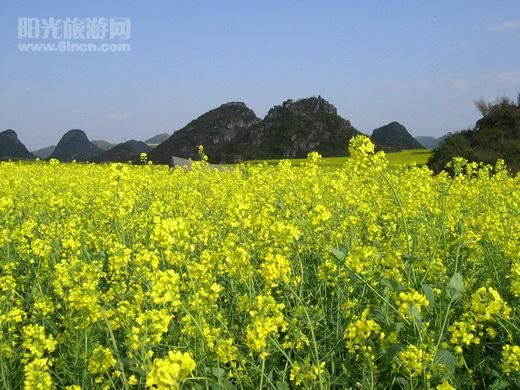 罗平 油菜花 节