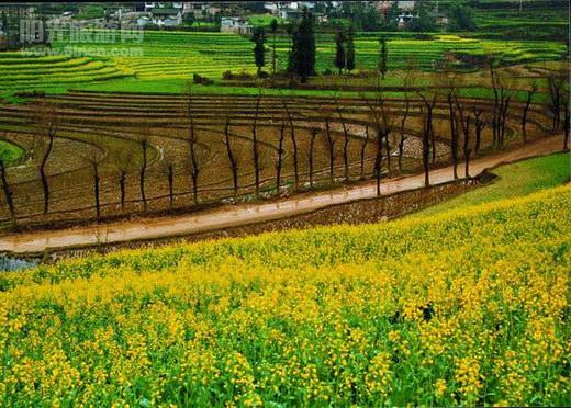 罗平 油菜花 节