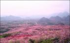 2009年桂林恭城桃花节-爱在浪漫三月
