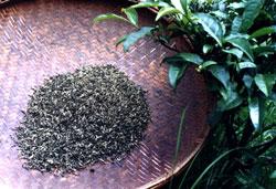 广西特产龙脊云雾茶