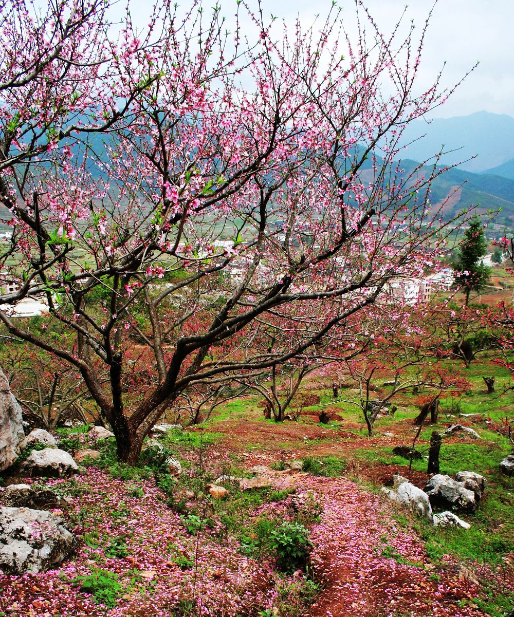 桃花开1 055.jpg