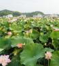 畲乡莲花映红乡村旅游