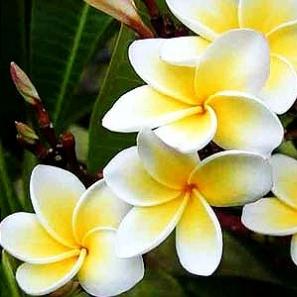 基诺族与花