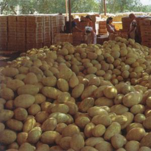 新疆民族风情、风物、风味