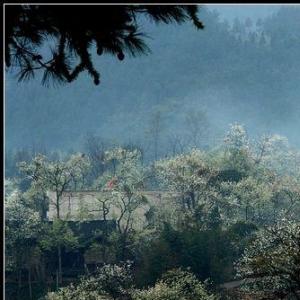 在那梨花盛开的地方--松桃干沙坪采风