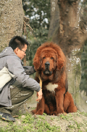 两百只精品藏獒将于清明节期间集体亮相成都