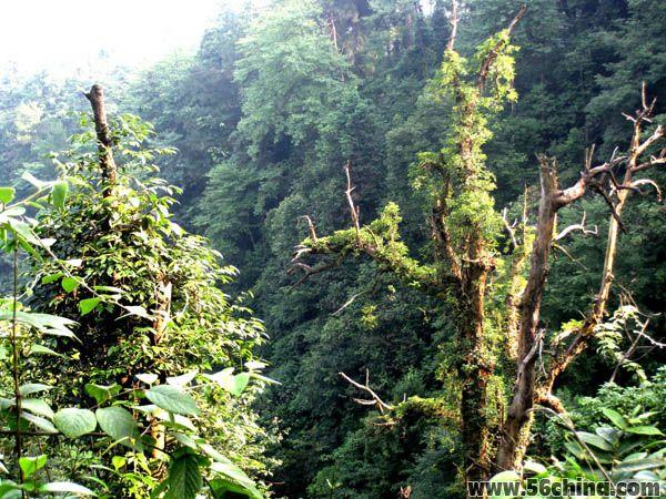 黎平：古木葱笼的南泉山---作者：吴安明 艳阳天