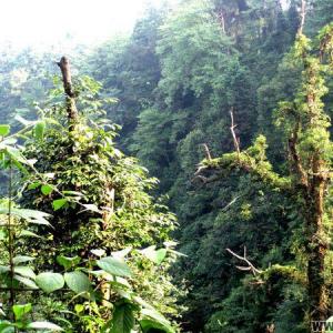 黎平：古木葱笼的南泉山