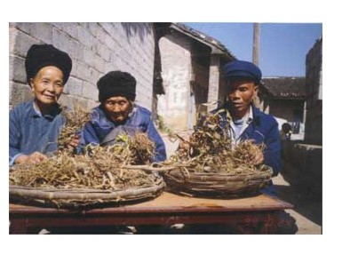 苗医医药的简单介绍