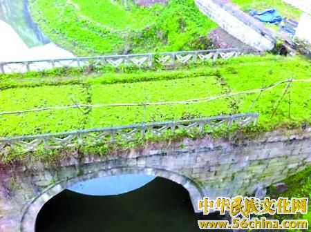 位于磁器口的仁寿桥，桥面已经成了一个&#8220;菜园子&#8221;。记者 肖腾 摄 