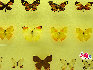 蝴蝶，中国约占1300种，是大自然的舞姬，漂亮而优雅自在，款款穿梭于花丛之中，珍稀蝴蝶分布: 四川、广西、云南、台湾、海南岛等地。贾云龙摄影 