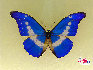 蝴蝶，中国约占1300种，是大自然的舞姬，漂亮而优雅自在，款款穿梭于花丛之中，珍稀蝴蝶分布: 四川、广西、云南、台湾、海南岛等地。贾云龙摄影