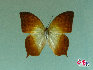 蝴蝶，中国约占1300种，是大自然的舞姬，漂亮而优雅自在，款款穿梭于花丛之中，珍稀蝴蝶分布: 四川、广西、云南、台湾、海南岛等地。贾云龙摄影