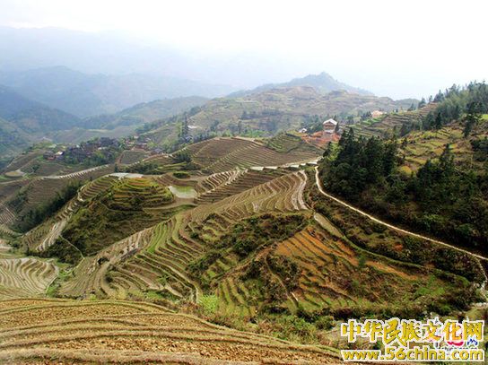 龙脊梯田
