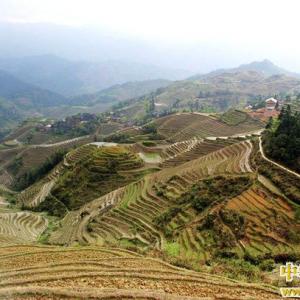 龙脊梯田