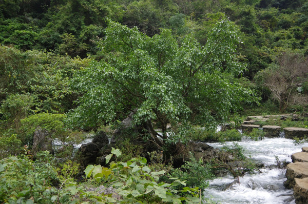 贵州自助游图片