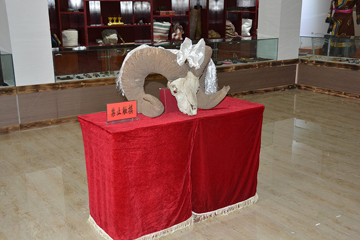 裕固族传承人揭非遗保护现状 砸500万还原村寨